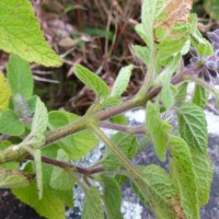 Pogostemon reflexus Benth.